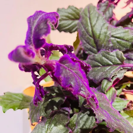 Crocetta 67 - Penthouse Appartement